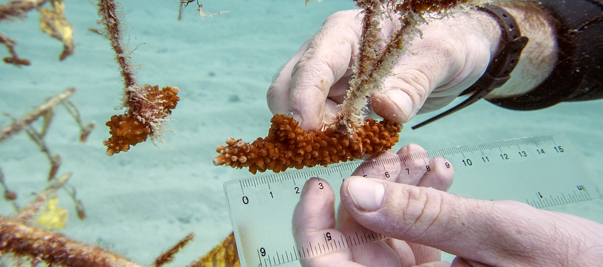 measuring Acer frags