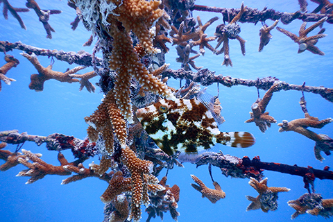 coral tree fish